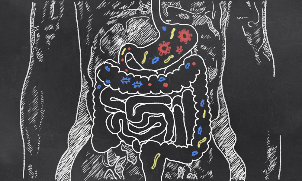 Intestines with Gut Bacteria on Blackboard