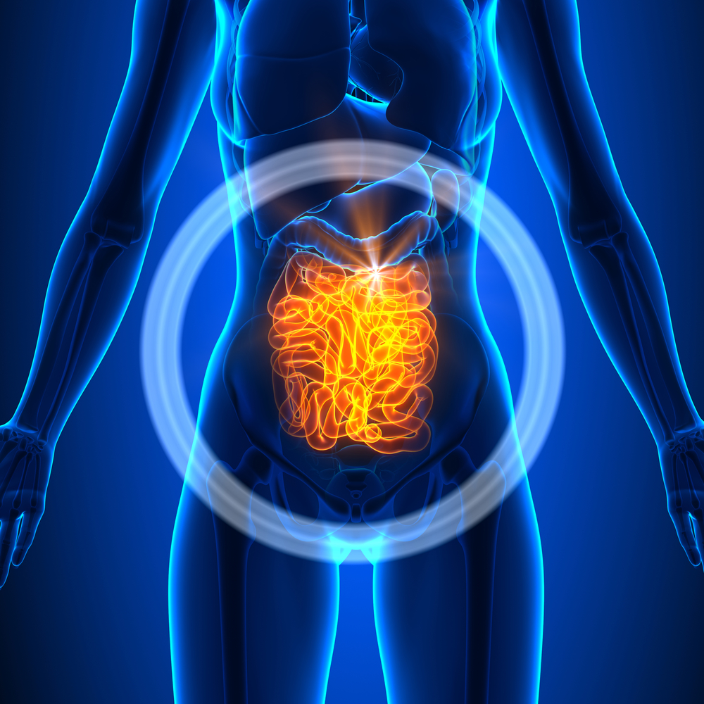 Small Intestine - Female Organs - Human Anatomy